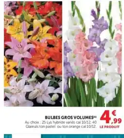 U Express Bulbes gros volumes offre