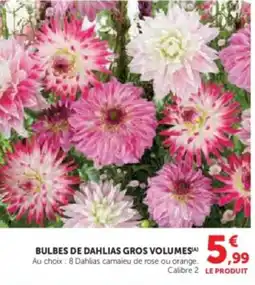 U Express Bulbes de dahlias gros volumes offre