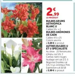 U Express Bulbes arums aethiopica blanc u offre