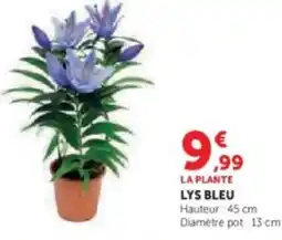 U Express Lys bleu offre