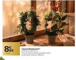 Carrefour Jasmin/Stéphanotis offre