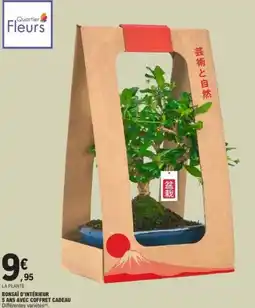 E.Leclerc Bonsai d'intérieur 5 ans avec coffret cadeau offre