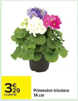 Carrefour Primevère tricolore offre