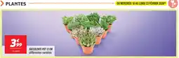 Netto Succulente pot 12 cm offre