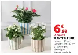 Super U Plante fleurie offre