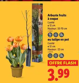 Lidl Arbuste fruits à coque L'unité offre