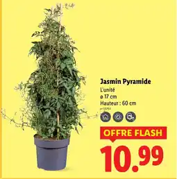 Lidl Jasmin Pyramide offre