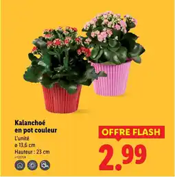 Lidl Kalanchoé en pot couleur offre