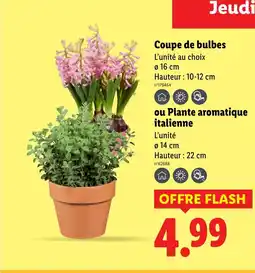 Lidl Coupe de bulbes offre