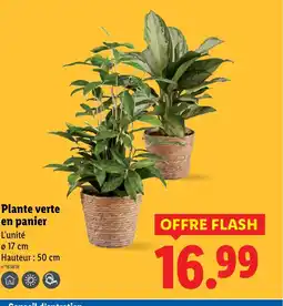 Lidl Plante verte en panier offre