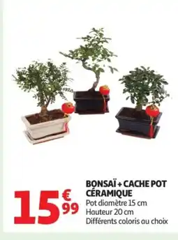 Auchan Bonsaï + cache pot céramique offre