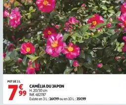 Auchan Camélia du japon offre