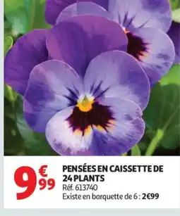 Auchan Pensées en caissette de 24 plants offre