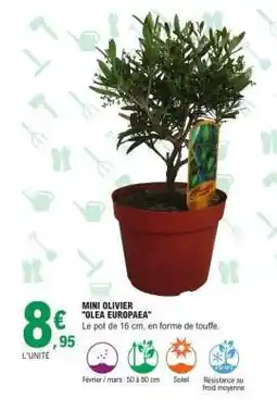 E.Leclerc MINI OLIVIER OLEA EUROPAEA offre