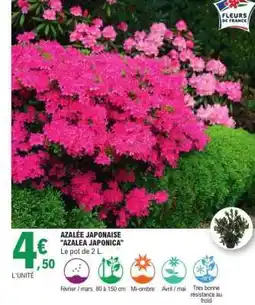 E.Leclerc Azalée Japonaise 'Azalea Japonica' offre