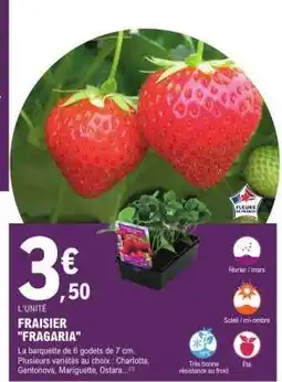 E.Leclerc FRAISIER 'FRAGARIA' offre