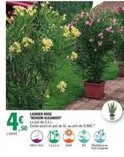 E.Leclerc LAURIER ROSE 'NERIUM OLEANDER' offre