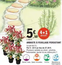 E.Leclerc ARBUSTE À FEUILLAGE PERSISTANT offre