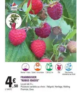 E.Leclerc FRAMBOISIER 'RUBUS IDAEUS' offre