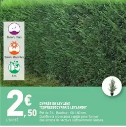 E.Leclerc CYPRÈS DE LEYLAND CUPRESSOCYPARIS LEYLANDII offre