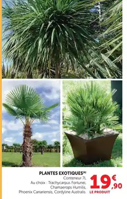 Hyper U Plantes exotiques trachycarpus fortunei offre