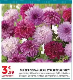 Hyper U U et u spécialiste bulbes de dahlias offre