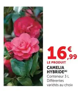 Hyper U Camelia hybride rouge offre