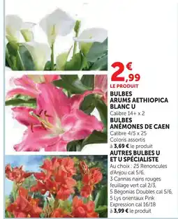 Hyper U U bulbes arums aethiopica blanc offre
