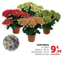 Hyper U Hortensia rouge offre