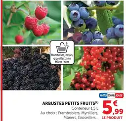 Super U Framboisier arbuste petit fruit offre