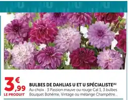Super U U bulbes de dahlias offre