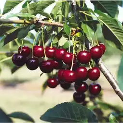 Carrefour Fruitier en motte prêt à planter offre