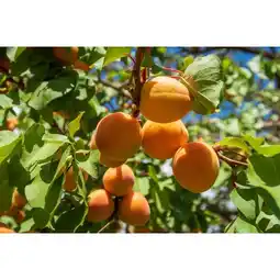 Carrefour Fruitier 1/4 de tige offre