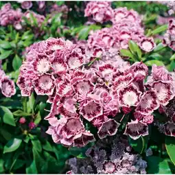 Carrefour Kalmia latifolia offre
