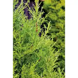 Carrefour Cyprès de leyland offre