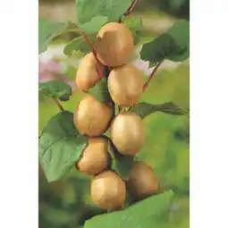 Carrefour Fruitier bio offre