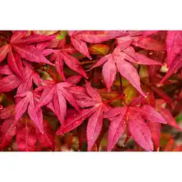 Carrefour Erable du japon offre