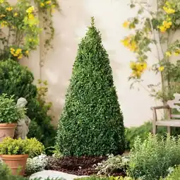 Carrefour Buis pyramide offre