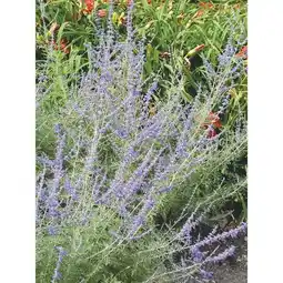 Carrefour Arbuste à fleurs offre