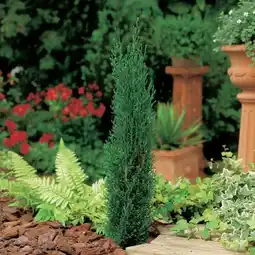 Carrefour Cyprès de provence offre