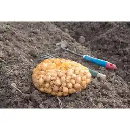 Carrefour Bulbes potagers offre