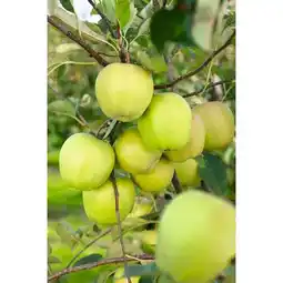 Carrefour Fruitier gobelet offre