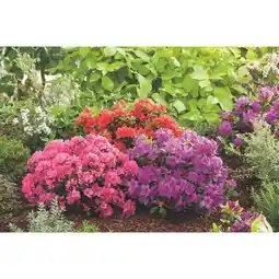 Carrefour Azalée offre