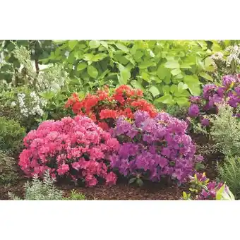 Carrefour Azalée offre