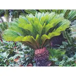 Carrefour Cycas offre