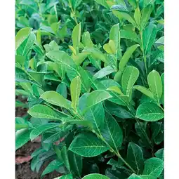 Carrefour Laurier palme 'rotundifolia' offre