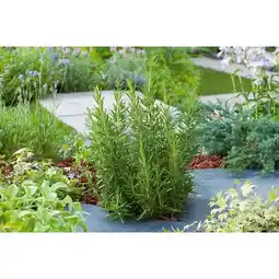 Carrefour Aromatique bio offre