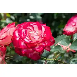 Carrefour Rosiers offre