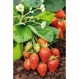 Carrefour Fraisier bio offre