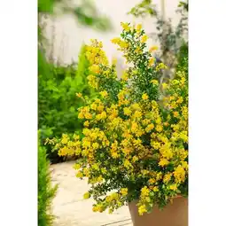 Carrefour Genêt porlock offre